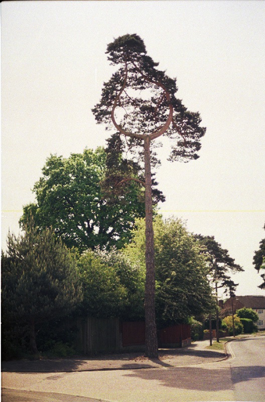 Weird tree in Three Bridges by London