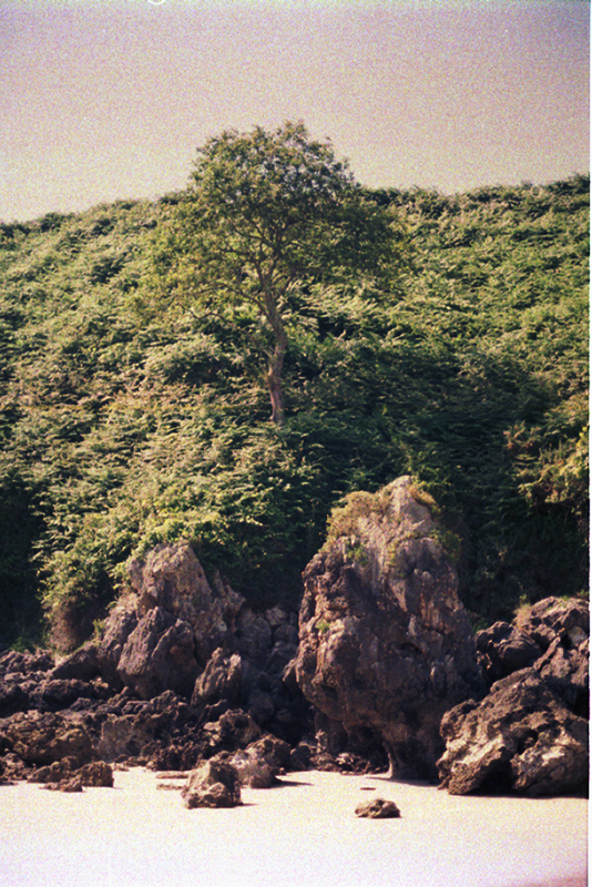 Trees and rocks in the coast of Asturias
