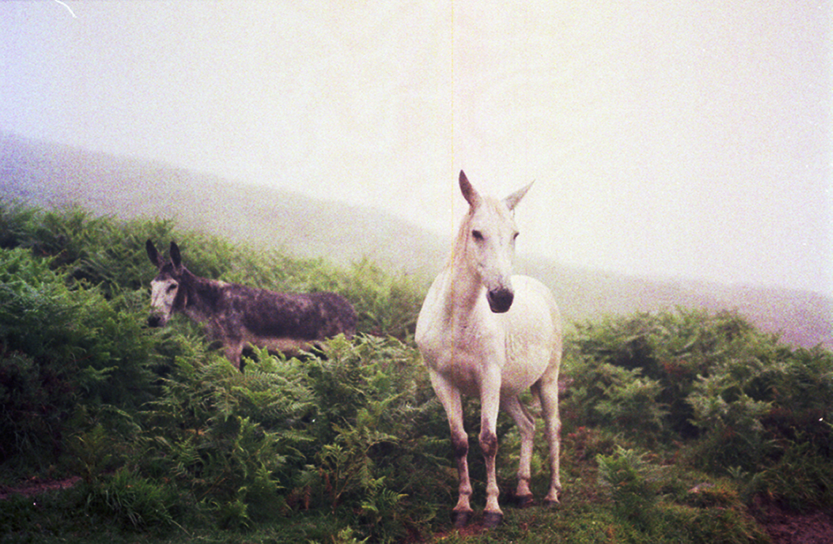 Horses on the path to 