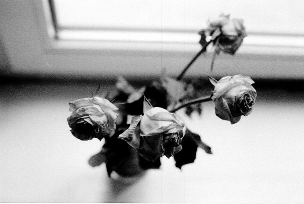 Dry roses