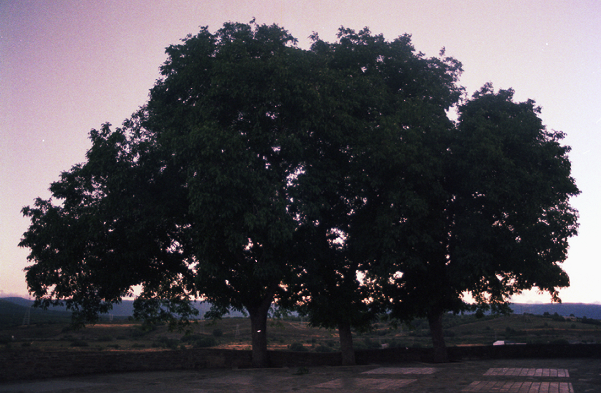 Tree by the sunset