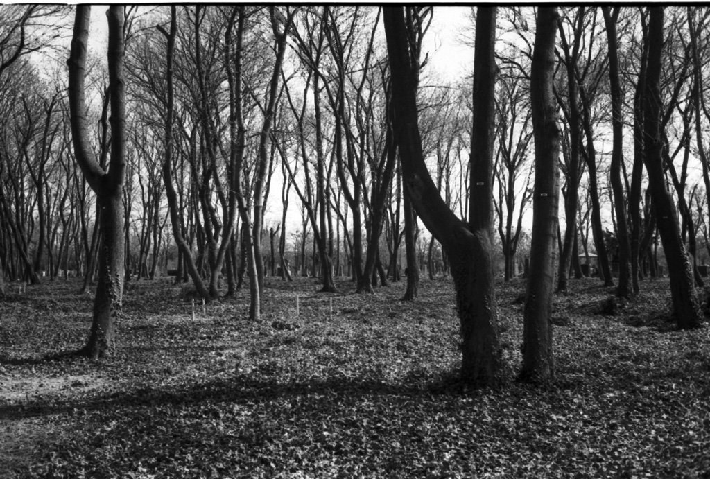 Cementery trees