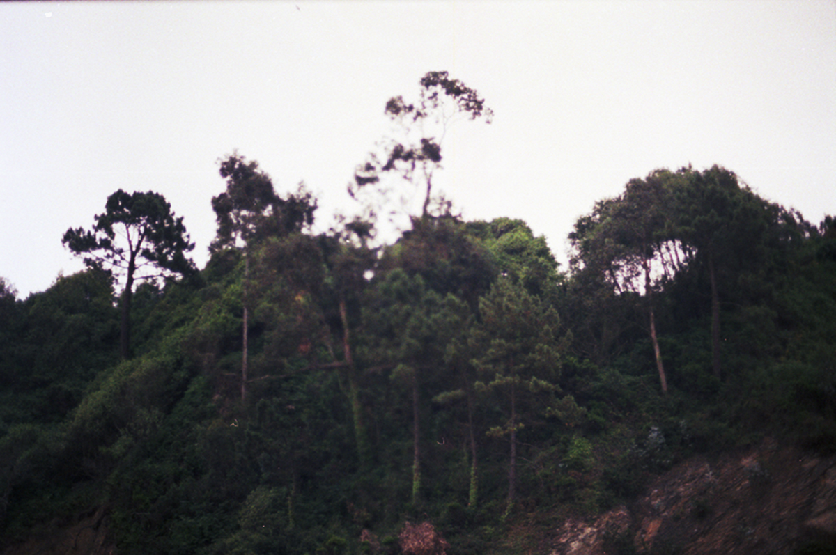 Trees on the north coast of Spain
