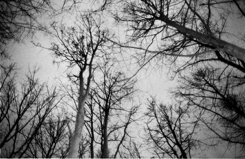 Trees at night from below