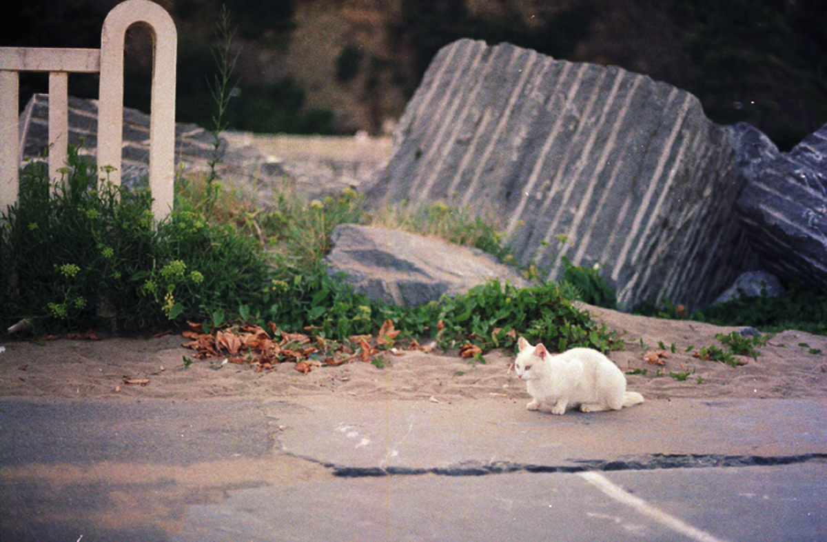 White cat