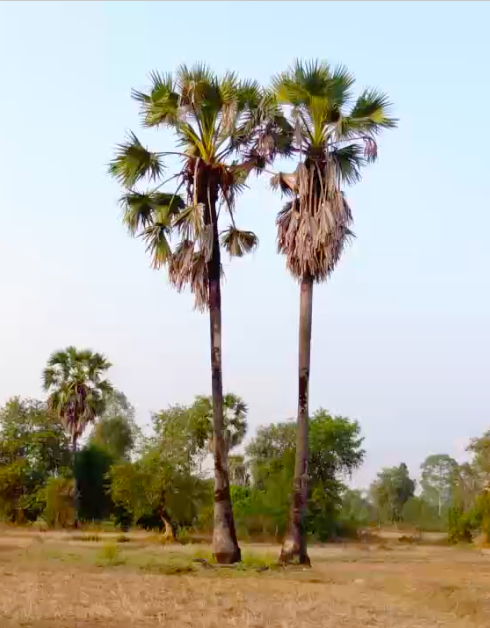 Palms